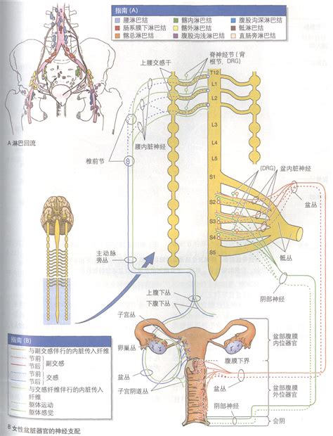 生殖器